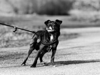 Hund zieht an Leine
