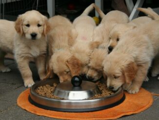 Hundewelpen