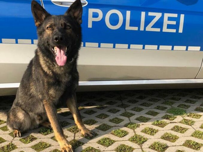 Drogenspürhund "Kulle"