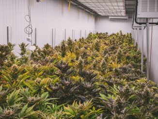 Marihuana-Plantage