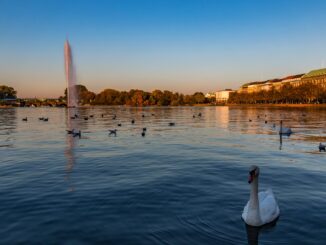 Schwäne auf der Alster