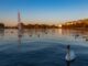 Schwäne auf der Alster